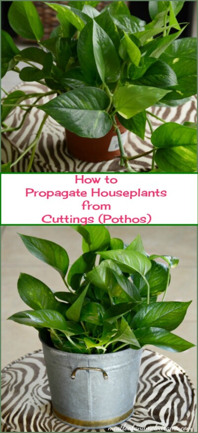 How to Propagate Houseplants from Cuttings - Meatloaf and Melodrama