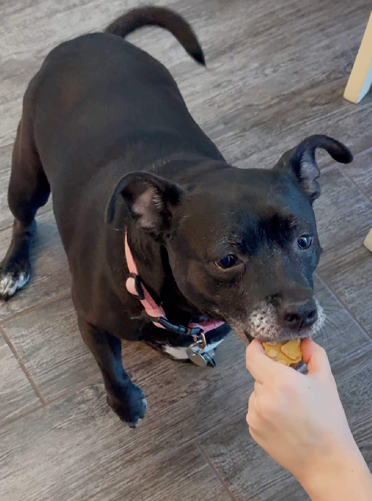 black and white dog eating homemade frozen dog treat.